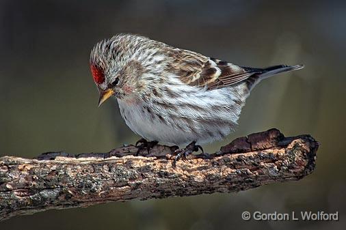 Common Redpoll_24392.jpg - Common Redpoll (Carduelis flammea) photographed at Ottawa, Ontario, Canada.